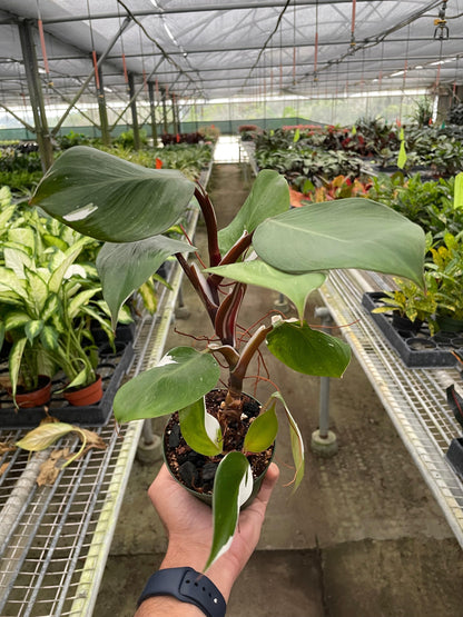 Philodendron 'White Knight' - Plantonio