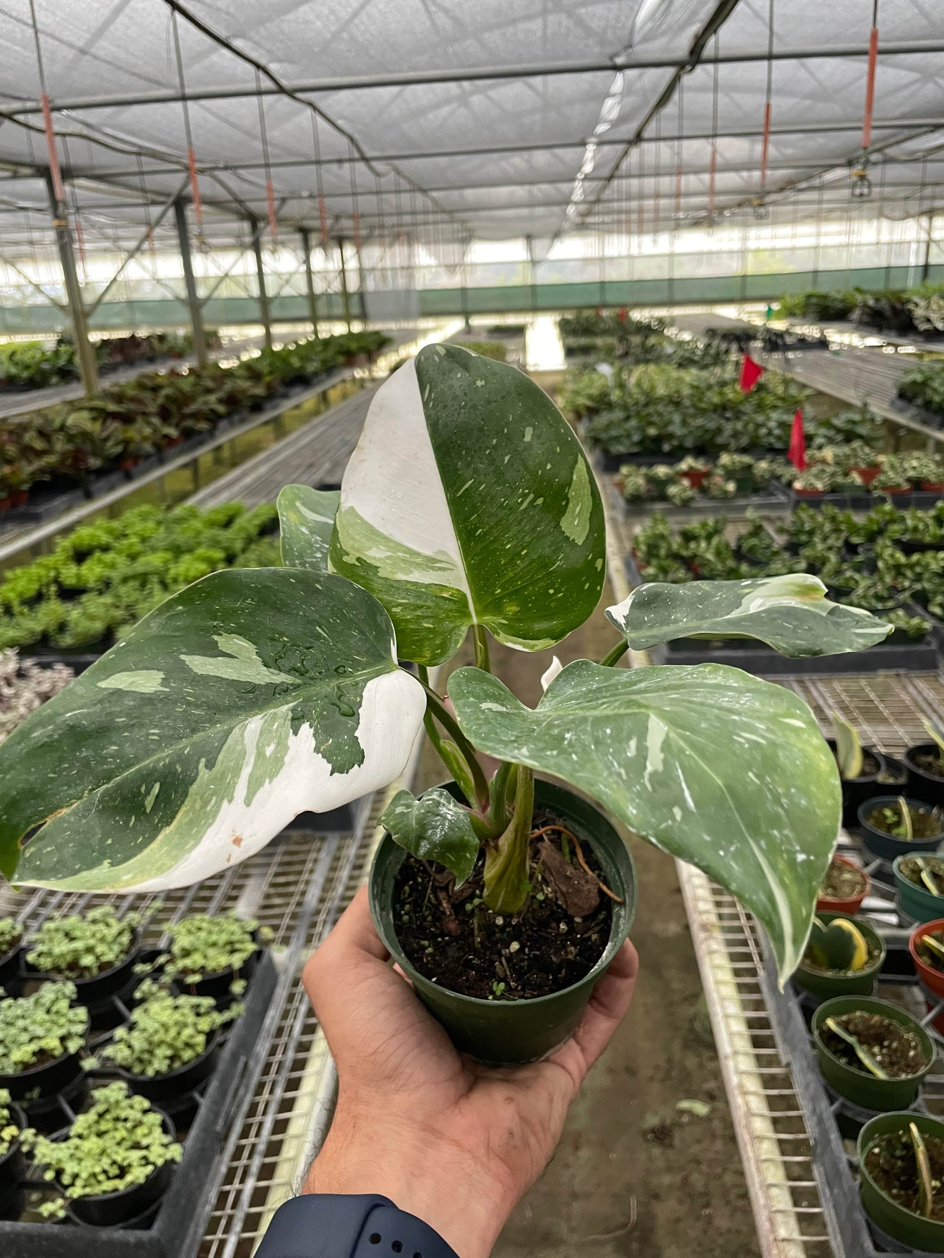 Philodendron 'White Princess' - Plantonio