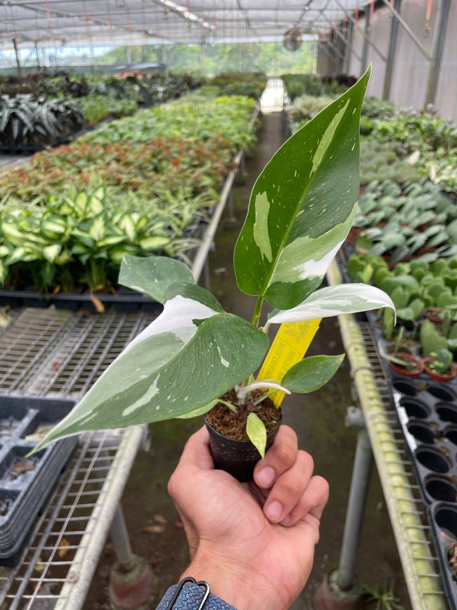 Philodendron 'White Princess' - Plantonio