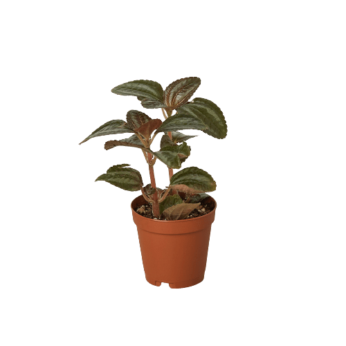 Pilea 'Bronze' - Plantonio