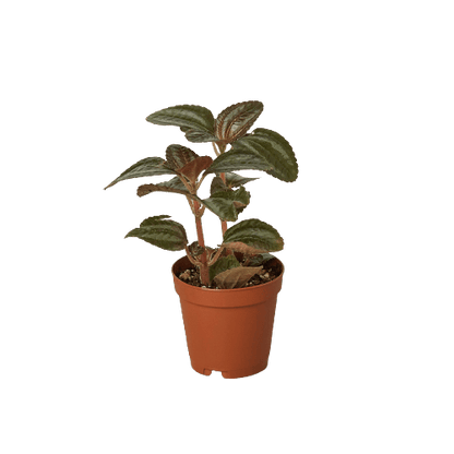 Pilea 'Bronze' - Plantonio