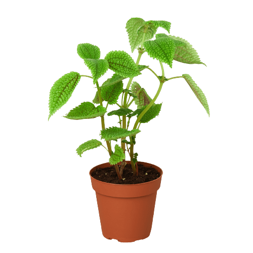 Pilea 'Moon Valley' - 4" Pot - Plantonio