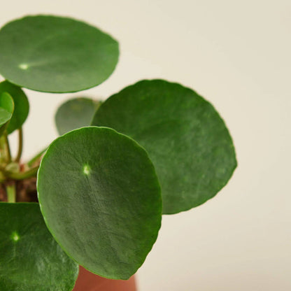 Pilea Peperomioides 'Chinese Money' - Plantonio