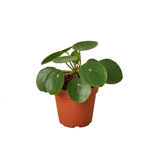 Pilea Peperomioides 'Chinese Money' - Plantonio