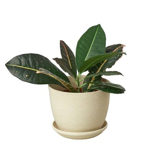 Plant Fiber Pot - 6 Inch