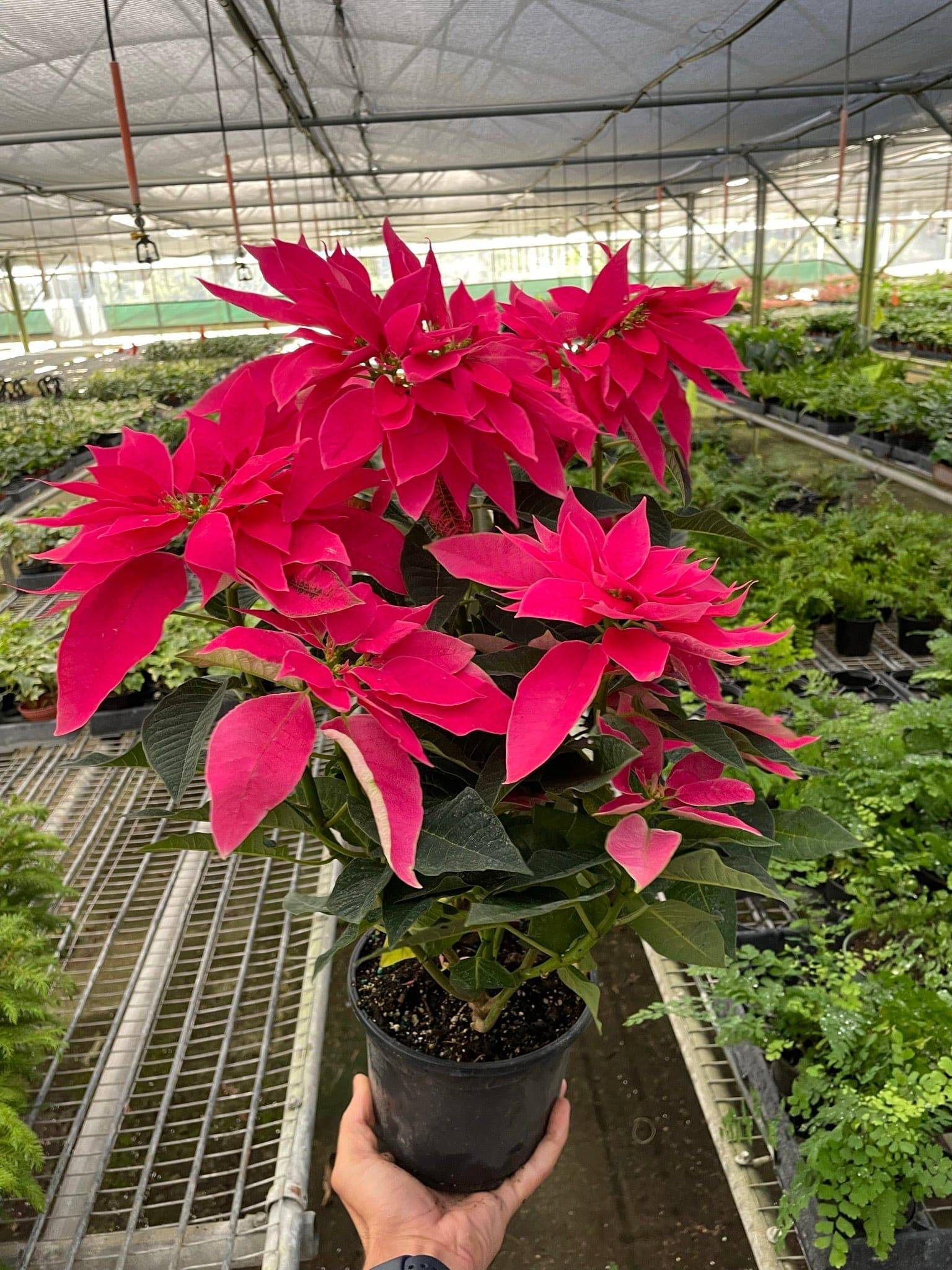 Poinsettia 'Luv U Pink' - Plantonio