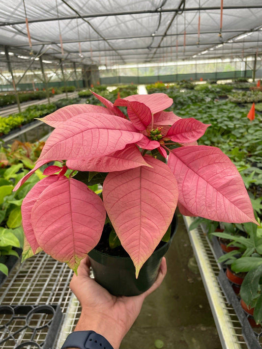 Poinsettia 'Pink' - Plantonio