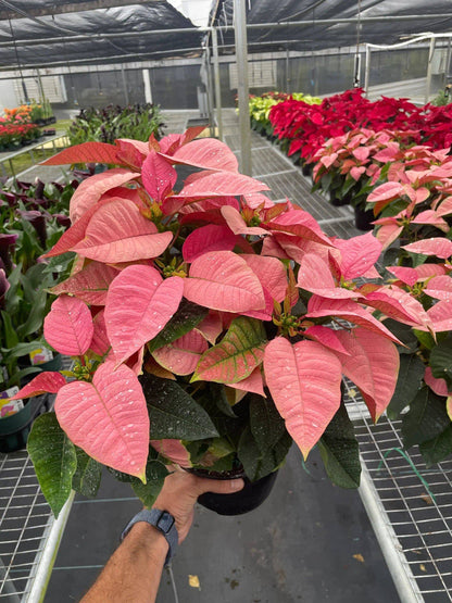 Poinsettia 'Pink' - Plantonio