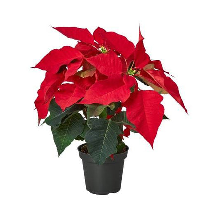 Poinsettia 'Red' - Plantonio