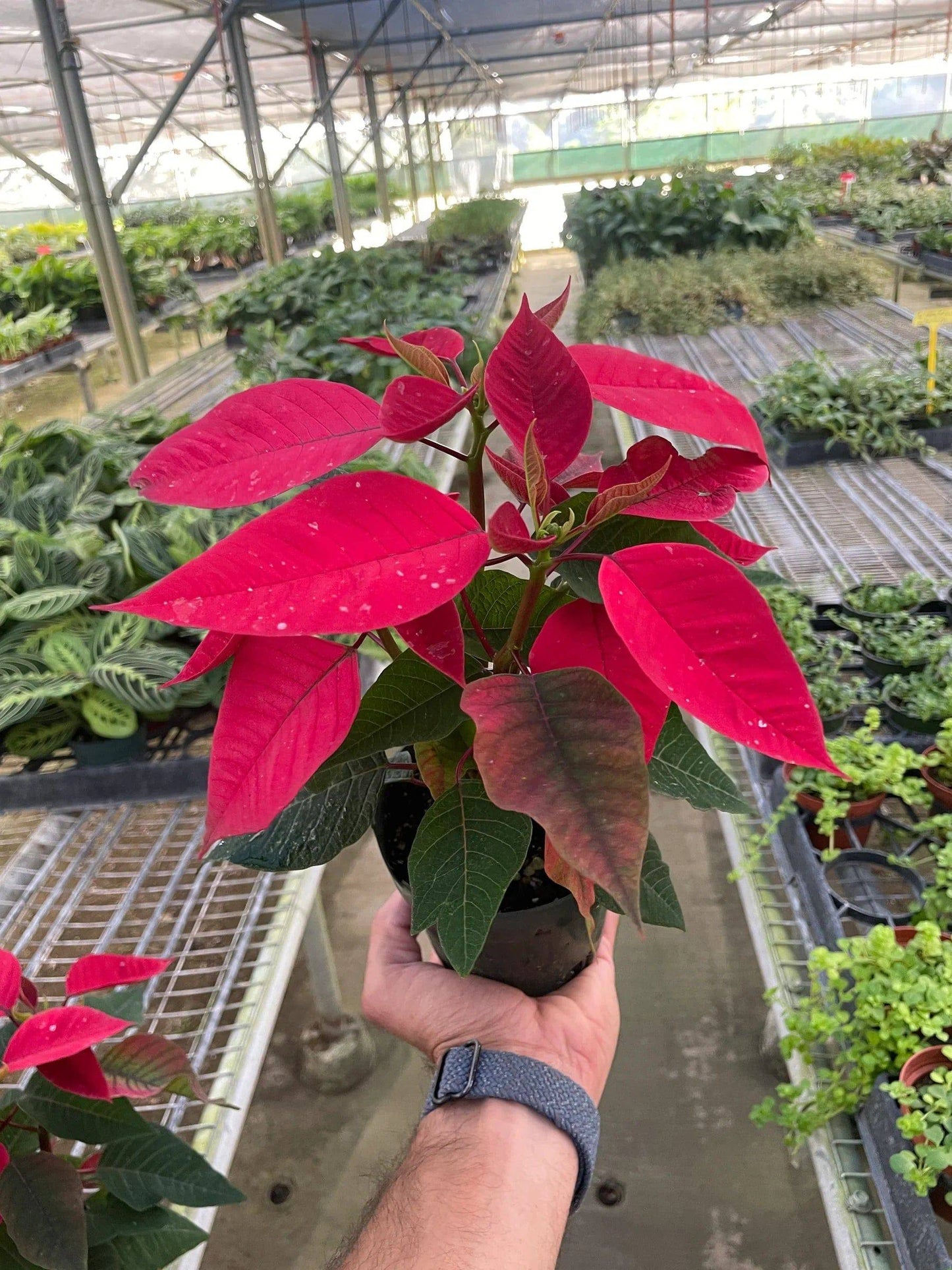 Poinsettia 'Red' - Plantonio