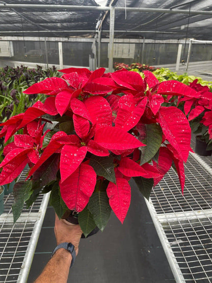 Poinsettia 'Red' - Plantonio