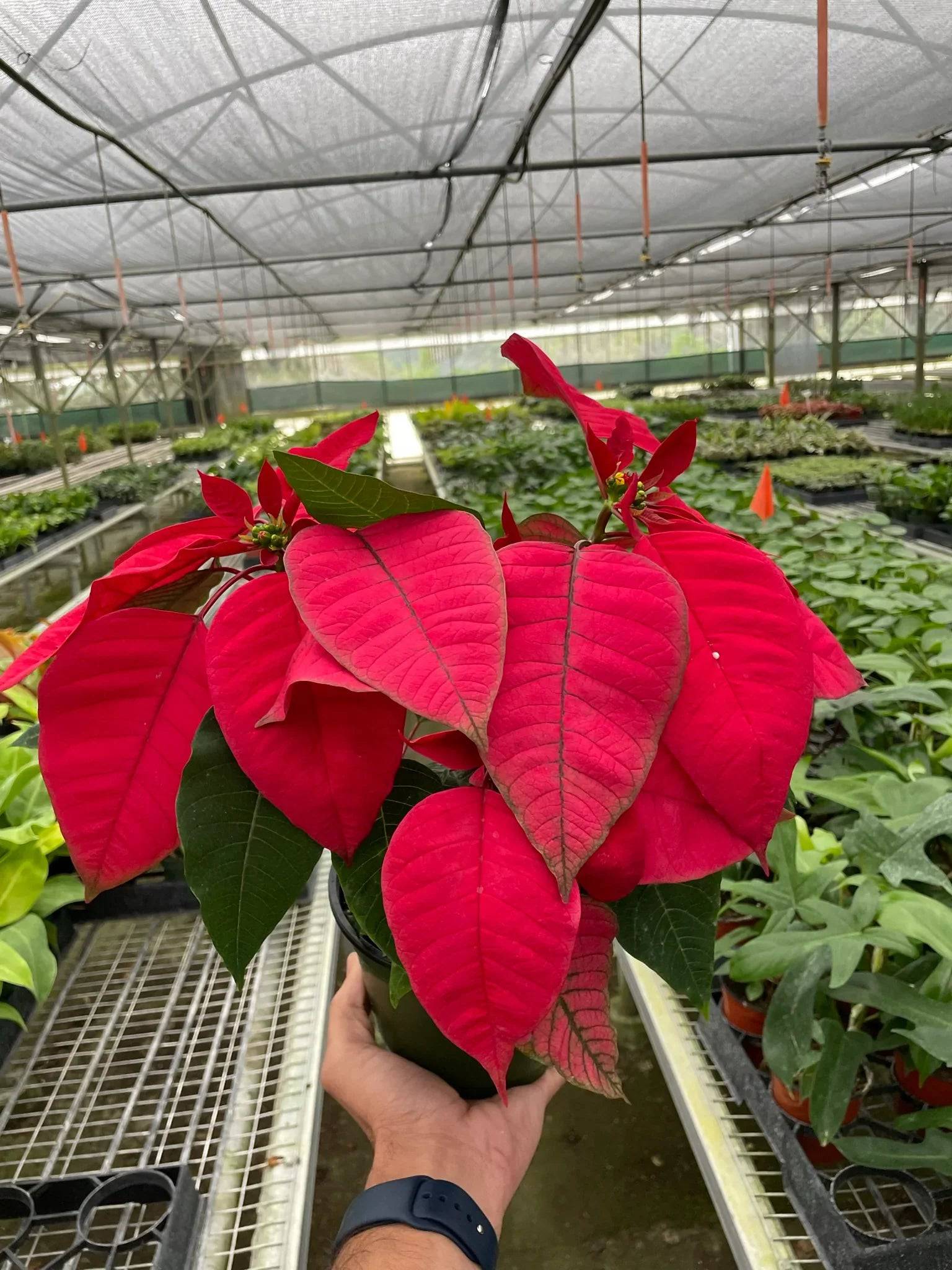 Poinsettia 'Red' - Plantonio