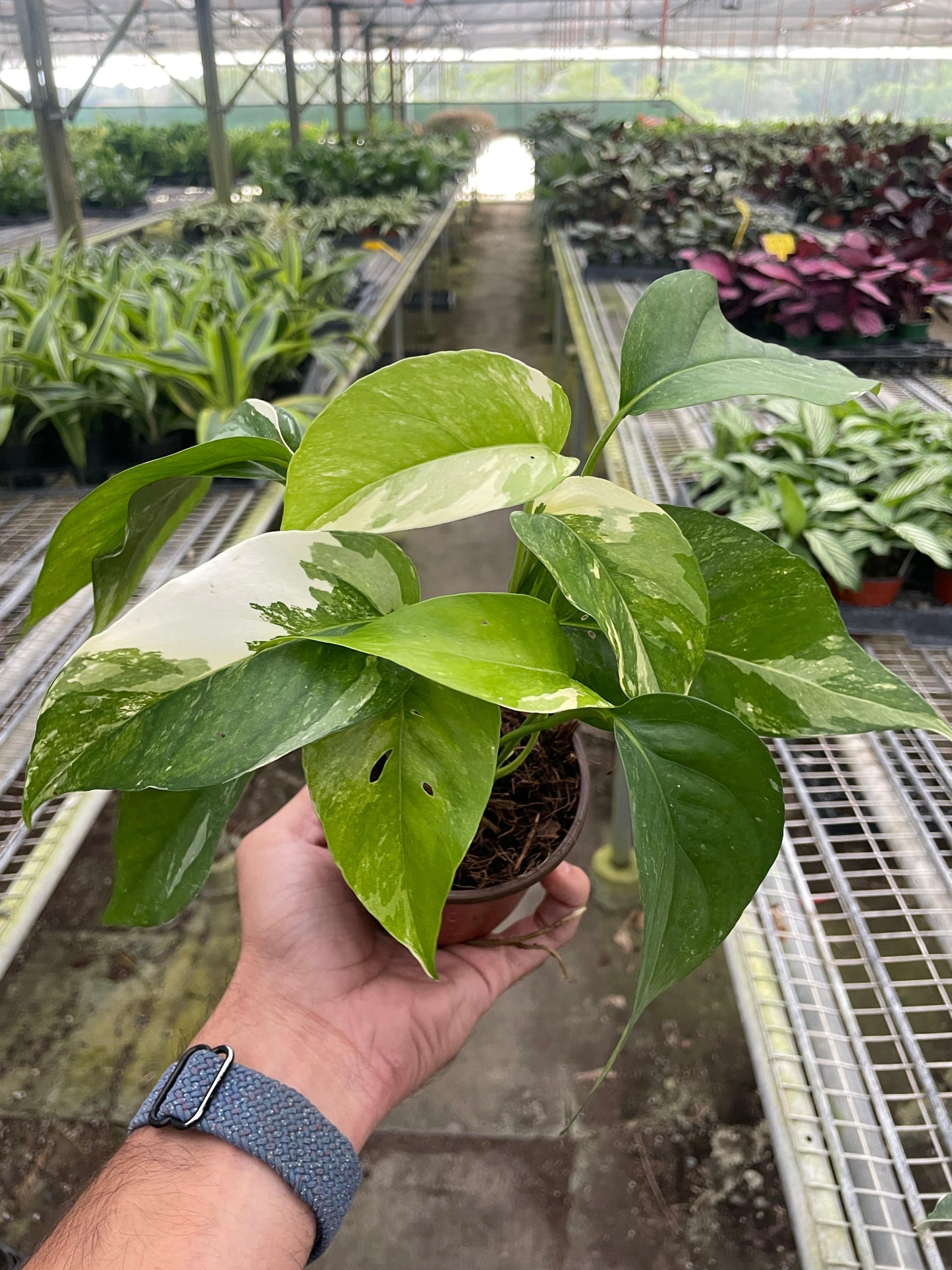 Pothos 'Albo Variegata' - Plantonio