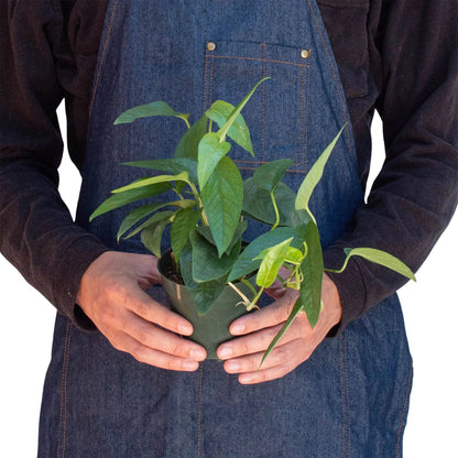 Pothos 'Cebu Blue' - Plantonio