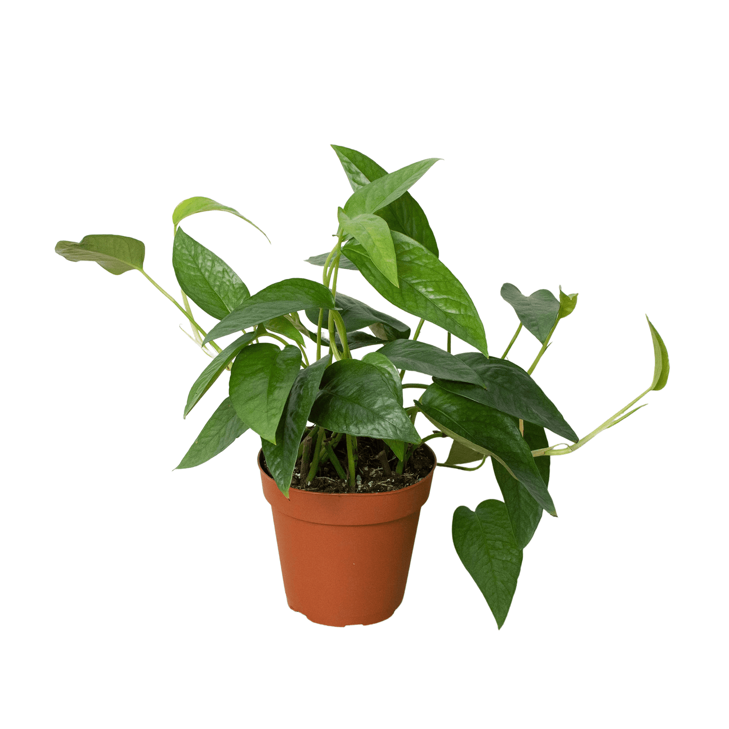 Pothos 'Cebu Blue' - Plantonio