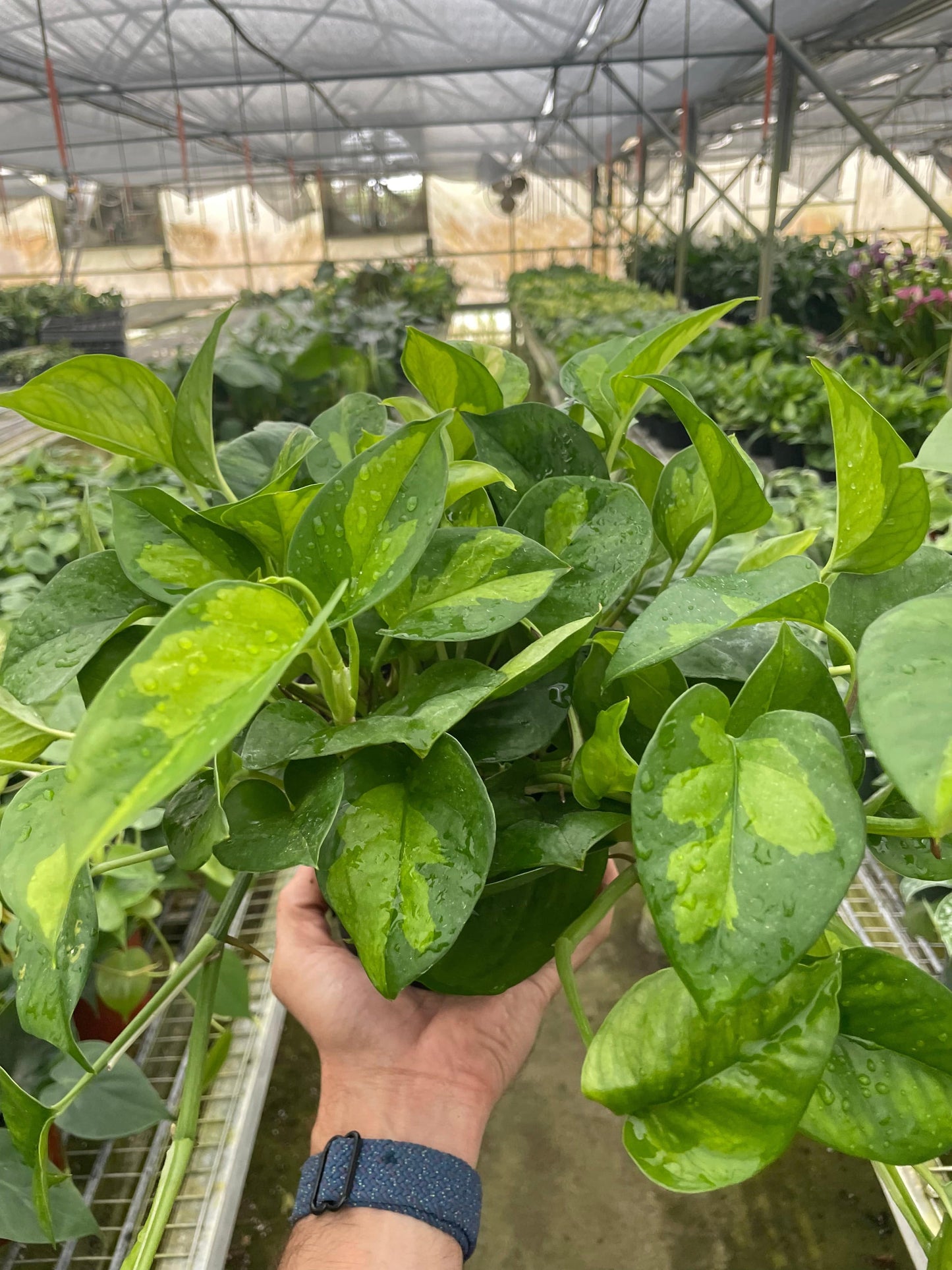 Pothos 'Global Green' - Plantonio