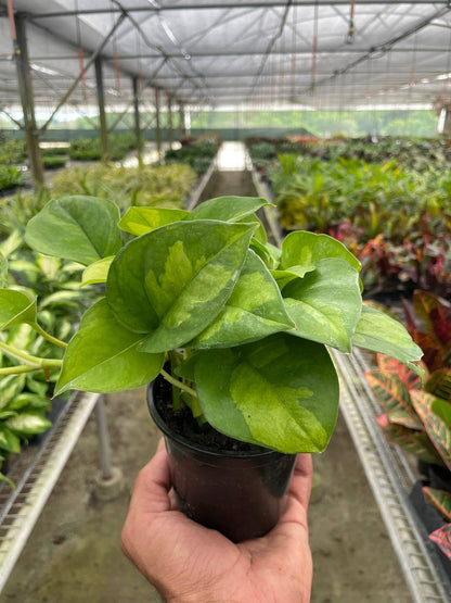 Pothos 'Global Green' - Plantonio