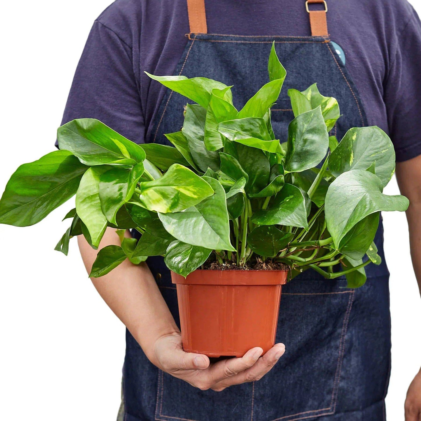 Pothos 'Golden' - Plantonio