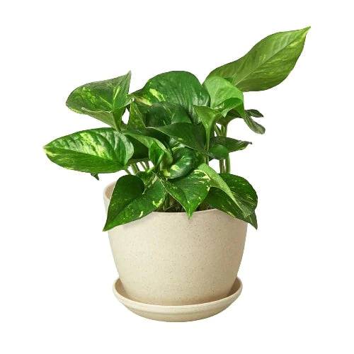 Pothos 'Golden' - Plantonio