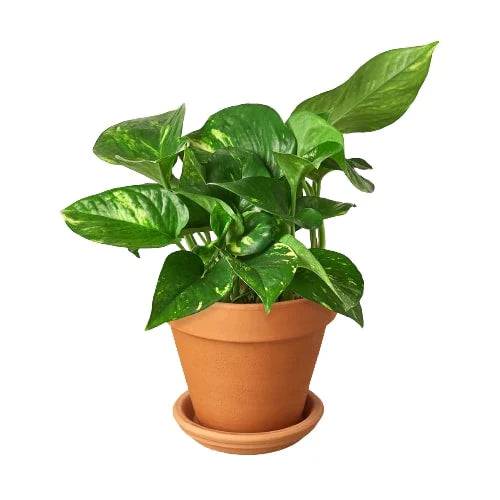 Pothos 'Golden' - Plantonio