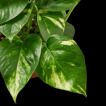 Pothos 'Golden' - Plantonio