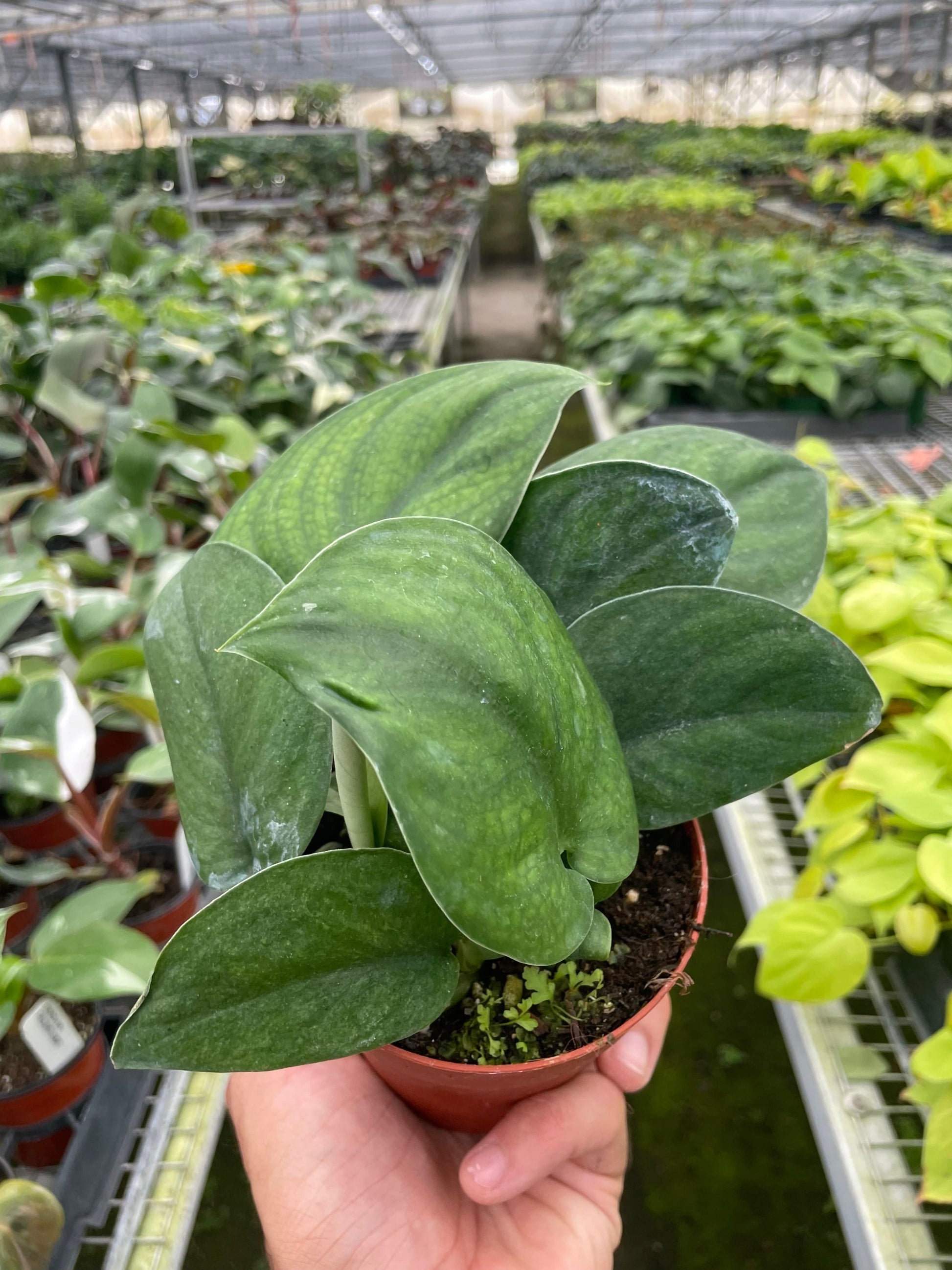 Pothos Jade Satin - Plantonio