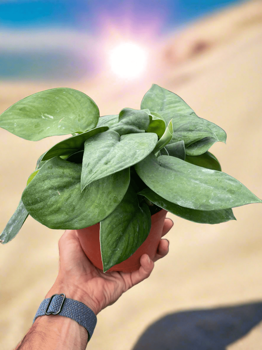 Pothos Jade Satin - Plantonio