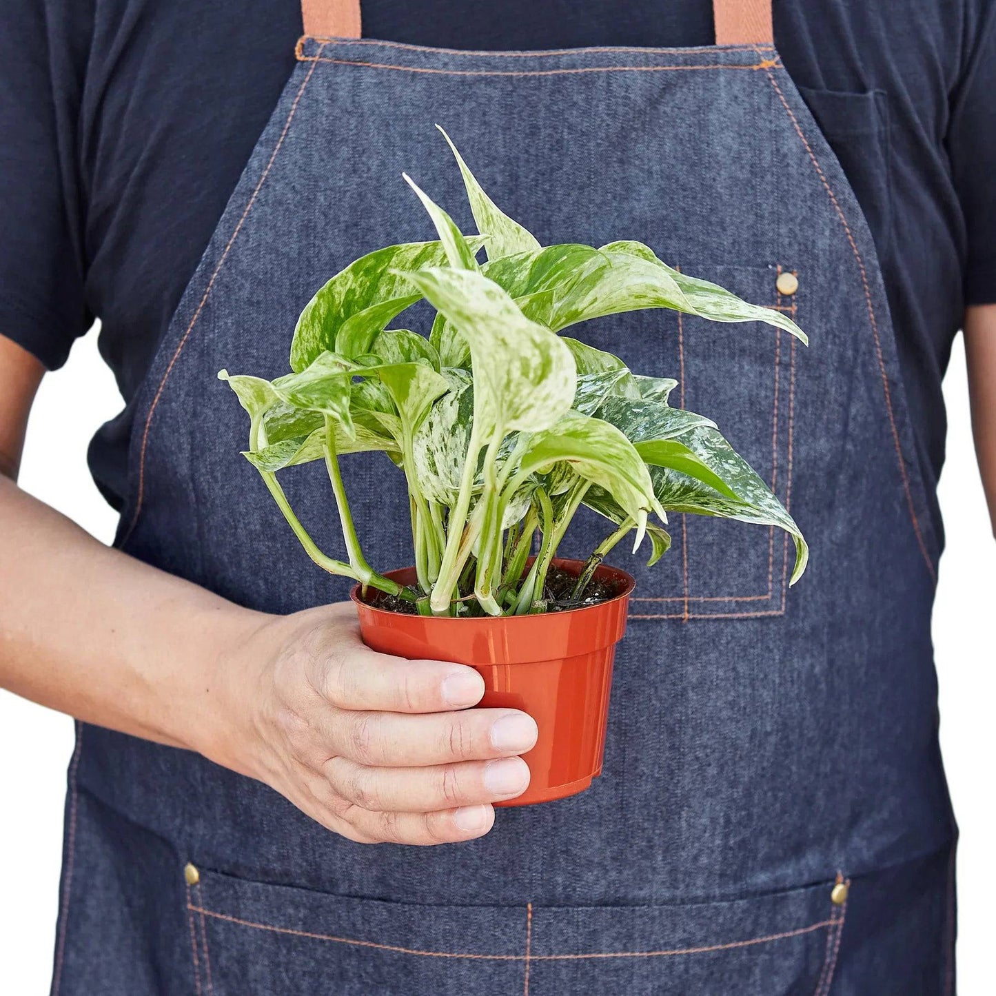 Pothos 'Marble Queen' - Plantonio