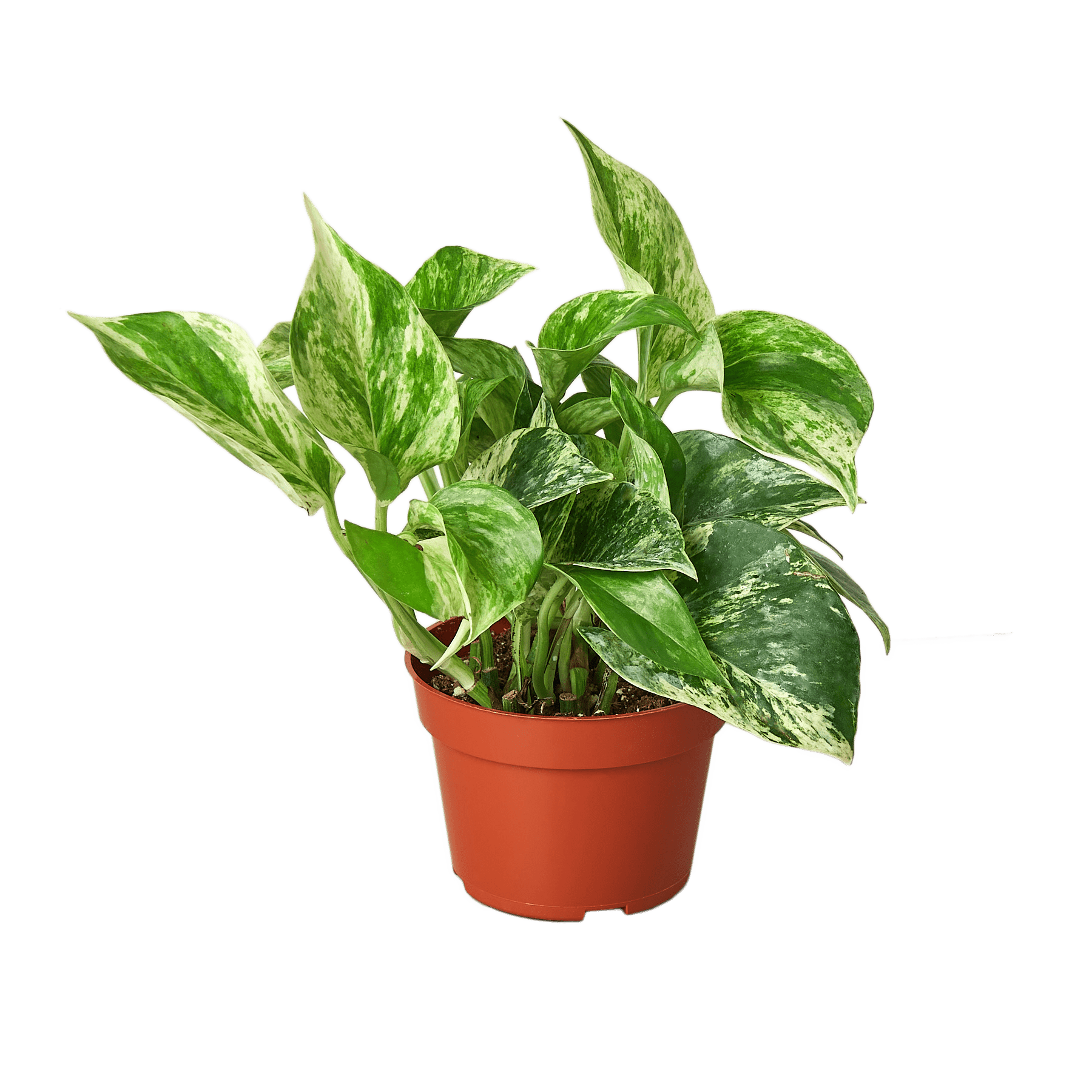 Pothos 'Marble Queen' - Plantonio