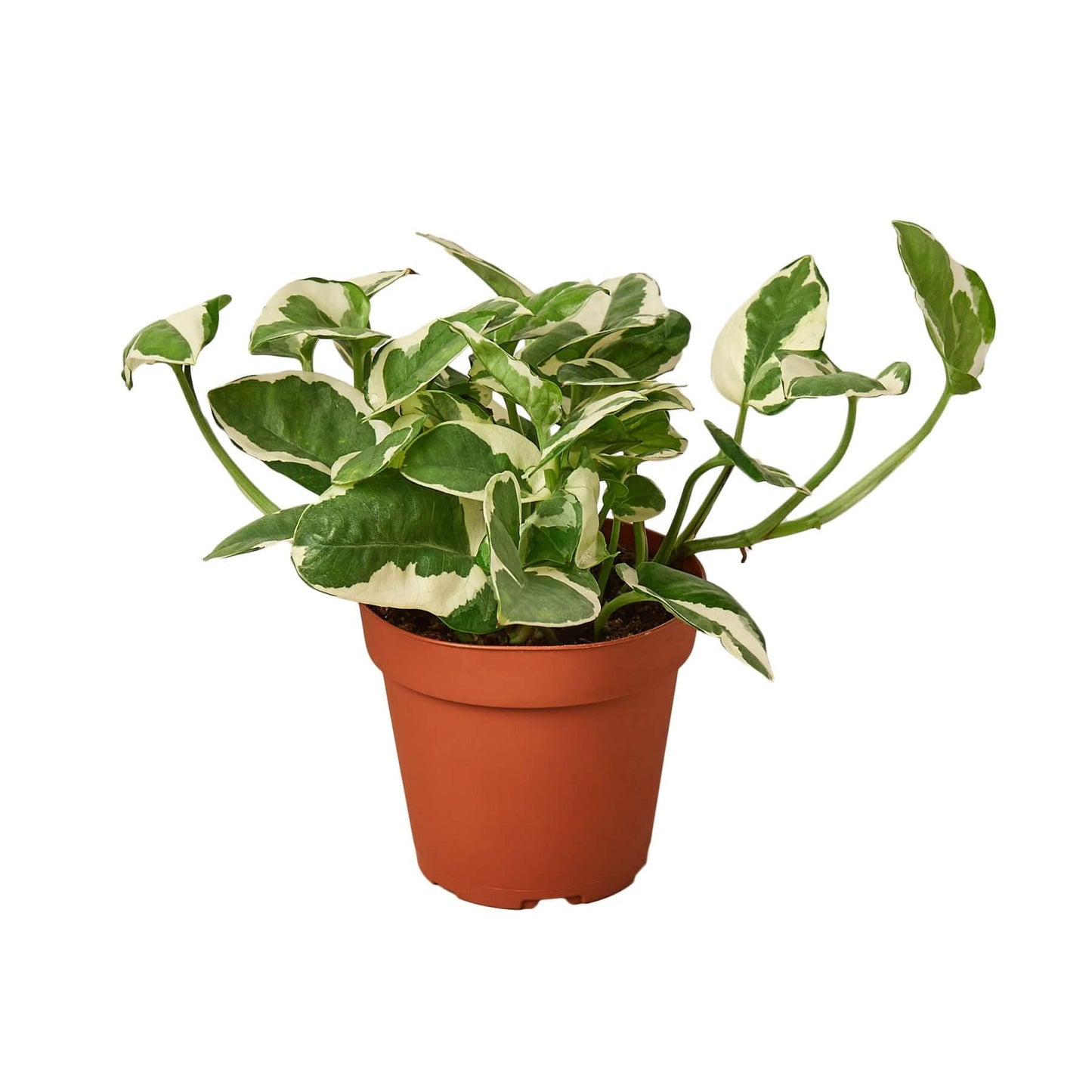 Pothos 'N'joy' - Plantonio