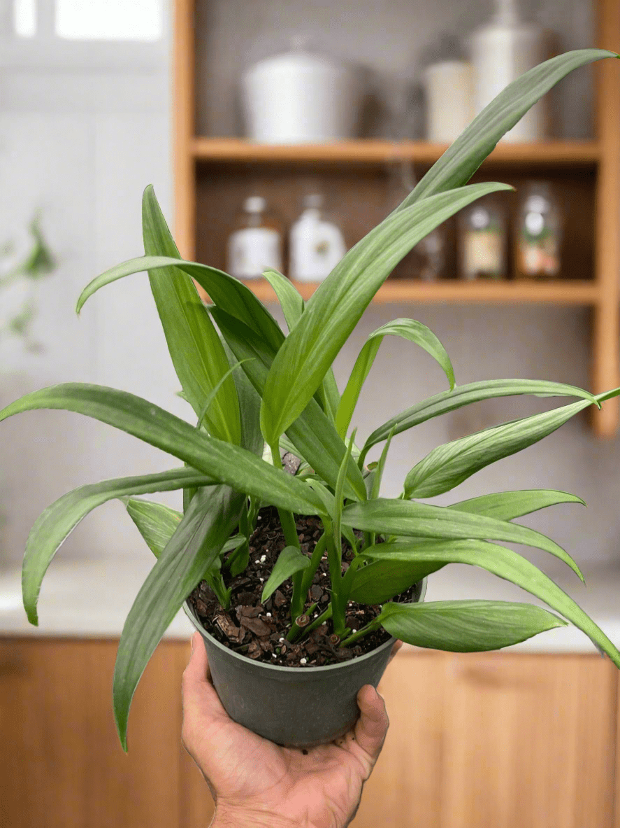 Pothos 'Silver Streak' - Plantonio