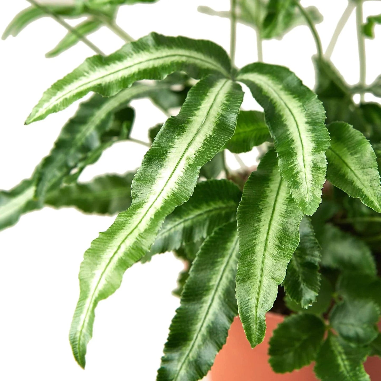 Pteris Cretica 'Albo Fern' - Plantonio