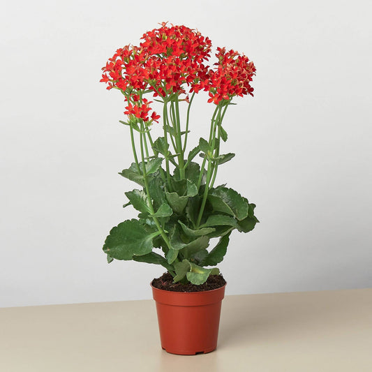 Red Kalanchoe 'Blossfeldiana' - 4" Pot - Plantonio