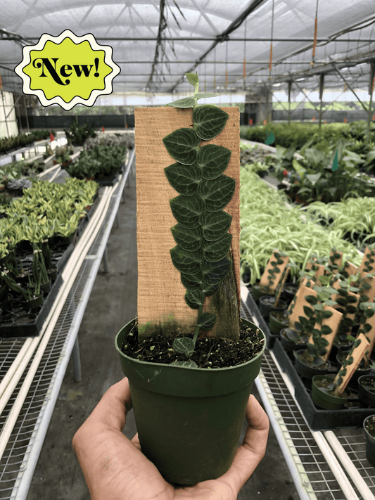 Rhaphidophora 'Cryptantha' (Shingle Plant) - Plantonio