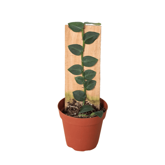 Rhaphidophora 'Hayi' (Shingle Plant) - Plantonio