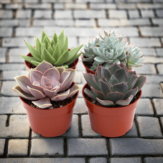 Rosette Succulent Variety Packs - Plantonio