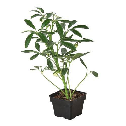 Schefflera Moonlight 'Umbrella Plant' - Plantonio