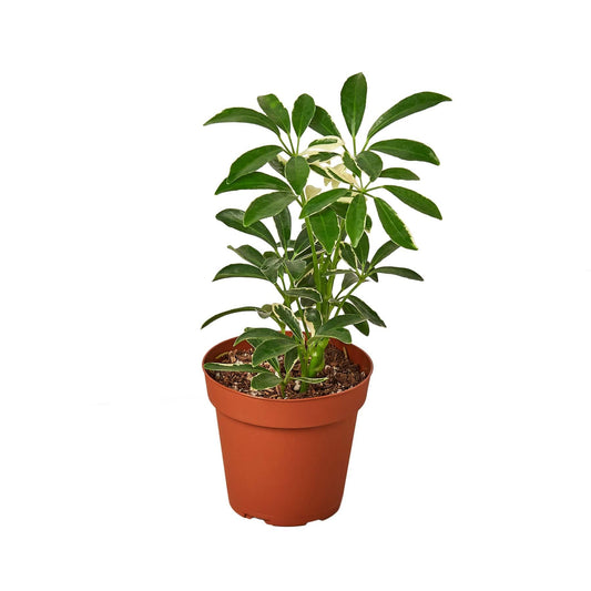 Schefflera Moonlight 'Umbrella Plant' - Plantonio