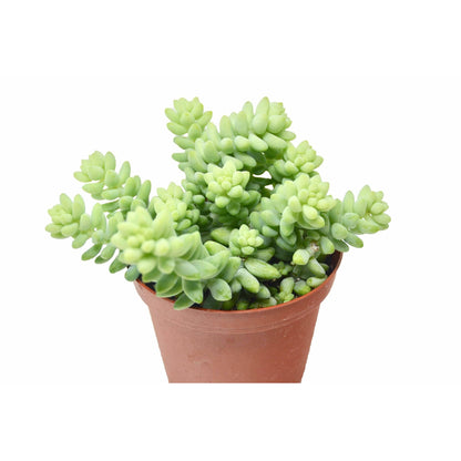 Sedum 'White Stone Crop' Succulent - Plantonio