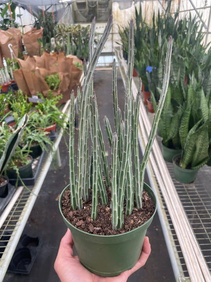 Senecio Stapeliiformis Pickle Plant - Plantonio