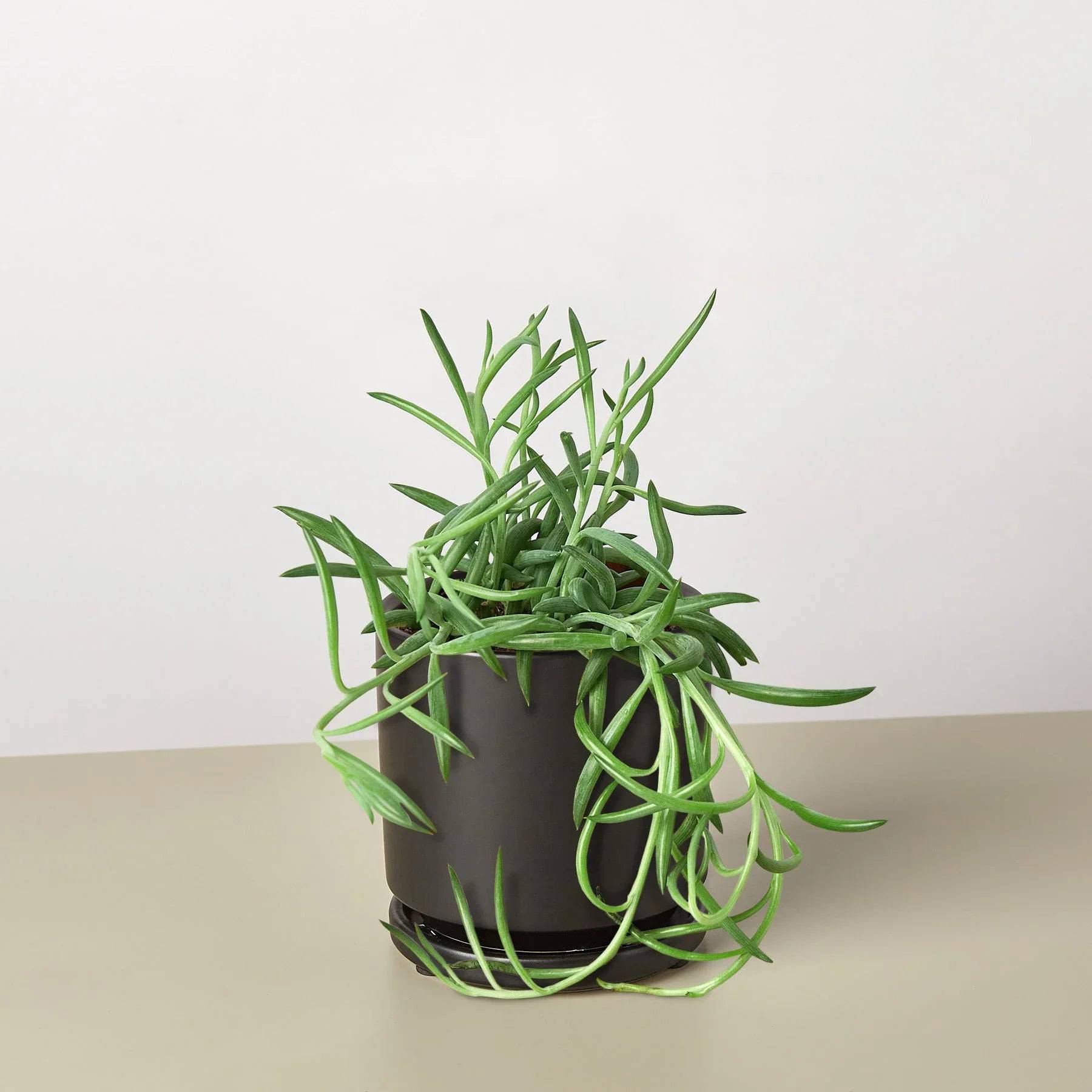 Senecio Succulent 'Fish Hooks' - Plantonio