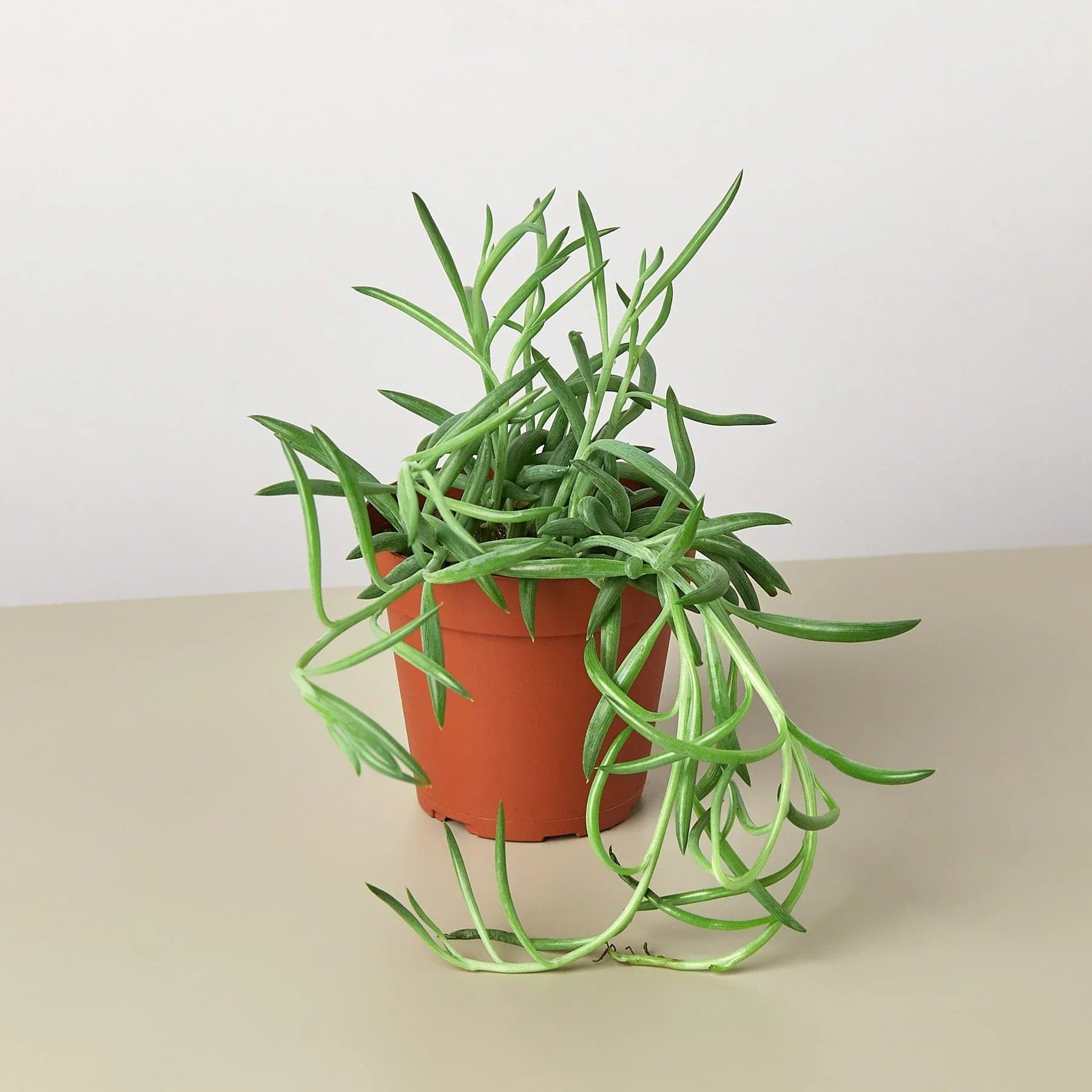 Senecio Succulent 'Fish Hooks' - Plantonio