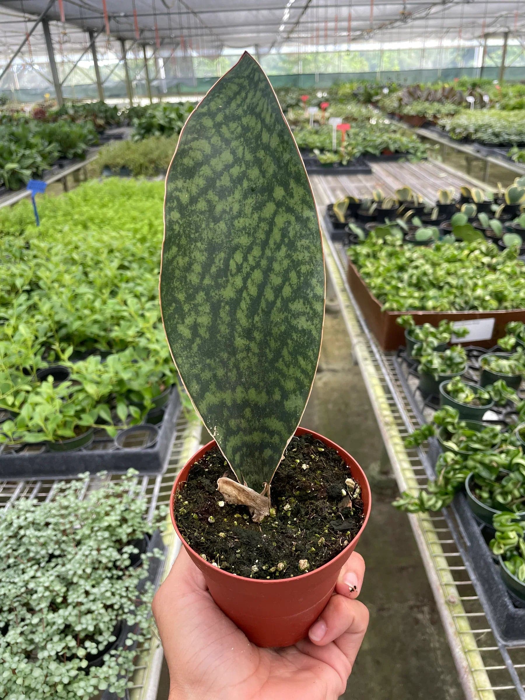 Shark Fin Snake Plant - Plantonio