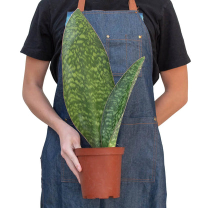 Shark Fin Snake Plant - Plantonio