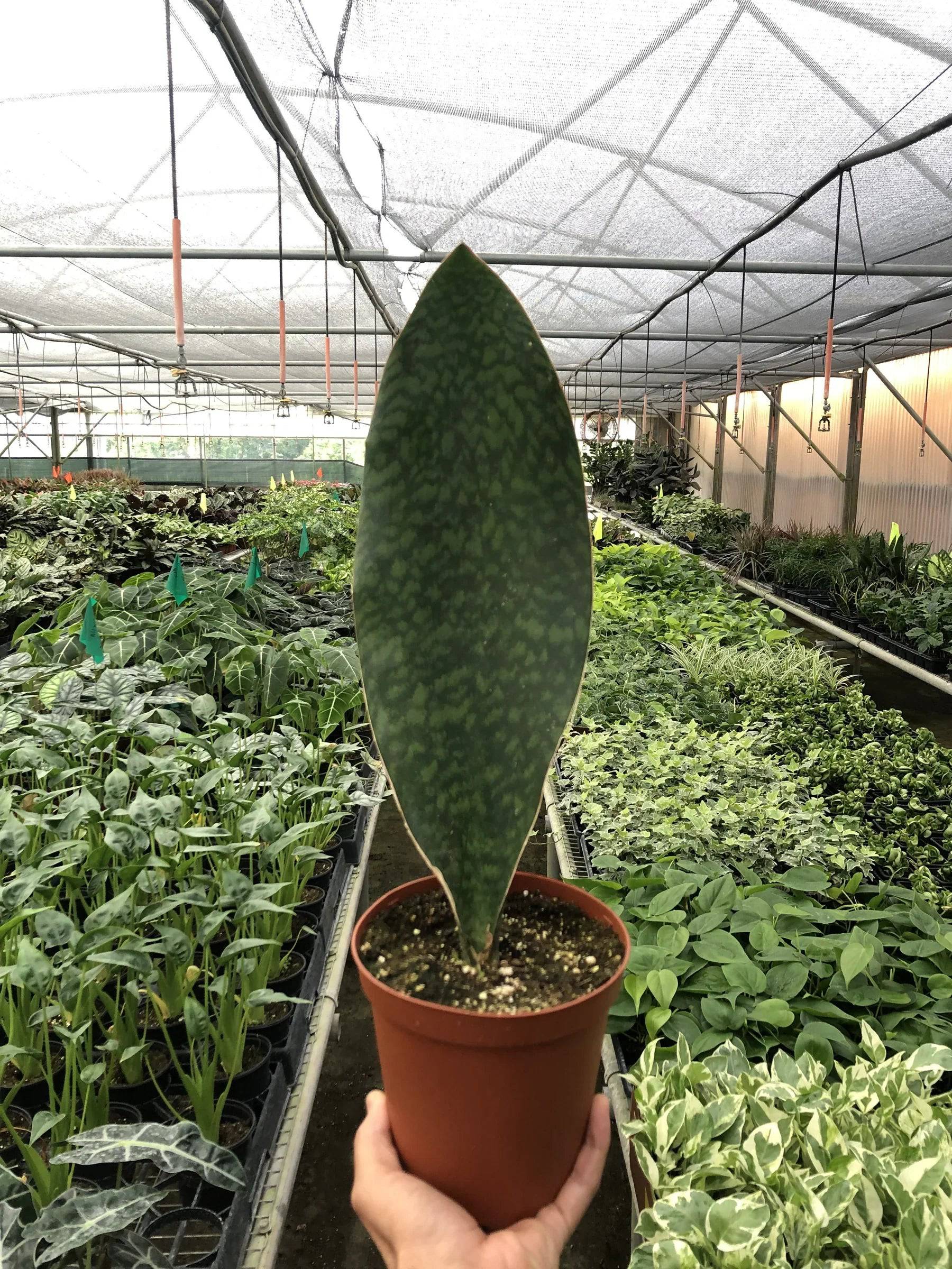 Shark Fin Snake Plant - Plantonio