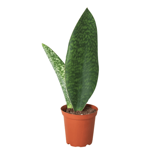 Shark Fin Snake Plant - Plantonio