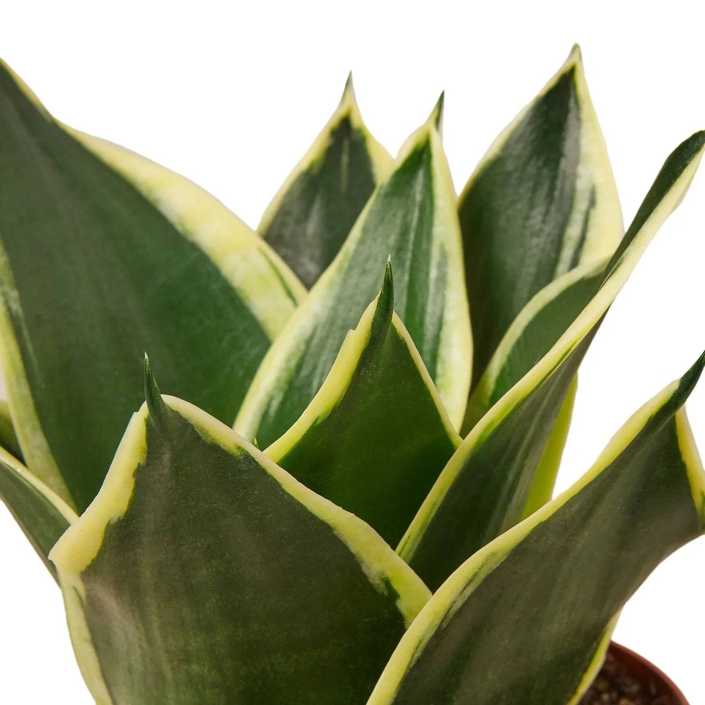 Snake Plant Black Gold - Plantonio