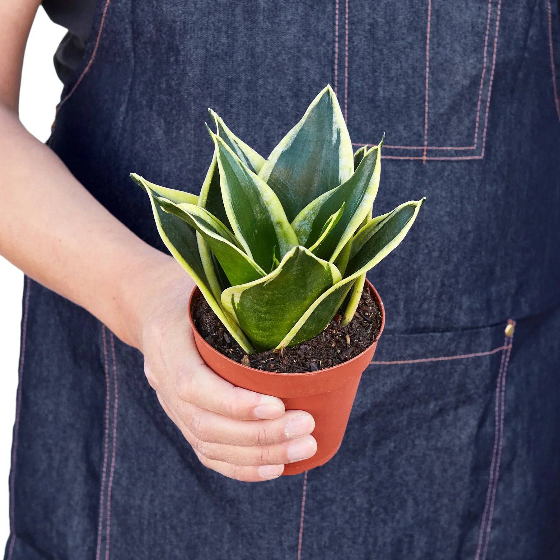 Snake Plant Black Gold - Plantonio