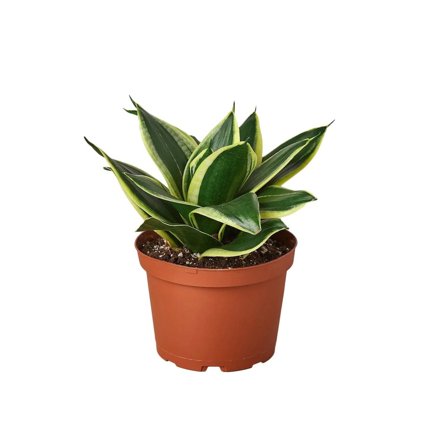 Snake Plant Black Gold - Plantonio