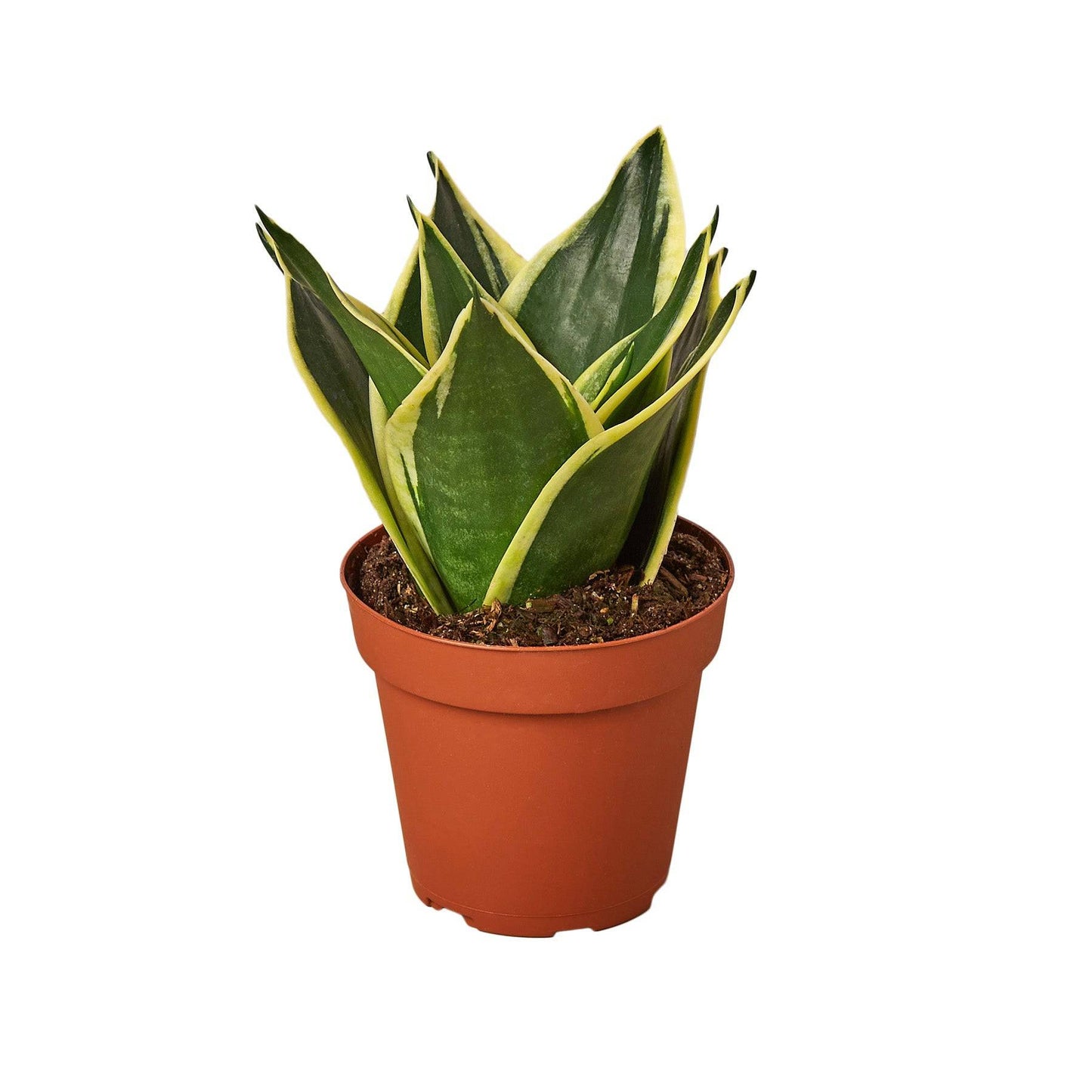 Snake Plant Black Gold - Plantonio